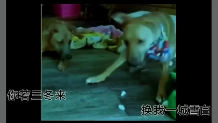  - 你若三冬DJ车载热播版