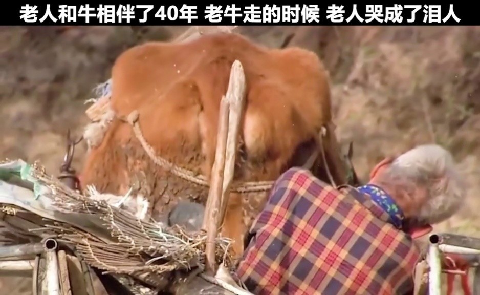 老人和牛相伴了40年,感情超越亲情和爱情,牛死的时候哭成泪人#万物皆