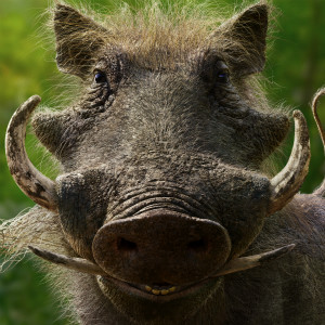 彭彭Pumbaa（Seth Rogen 配音）