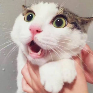 画情