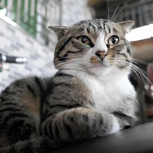 紫天大猫圣资料,紫天大猫圣最新歌曲,紫天大猫圣MV视频,紫天大猫圣音乐专辑,紫天大猫圣好听的歌