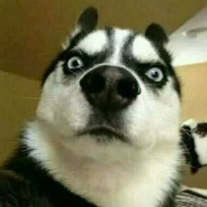 铁头皮皮鲲资料,铁头皮皮鲲最新歌曲,铁头皮皮鲲MV视频,铁头皮皮鲲音乐专辑,铁头皮皮鲲好听的歌