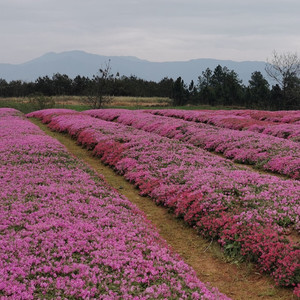 白桦林资料,白桦林最新歌曲,白桦林MV视频,白桦林音乐专辑,白桦林好听的歌