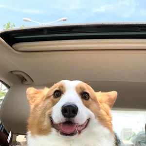 会痛的石头