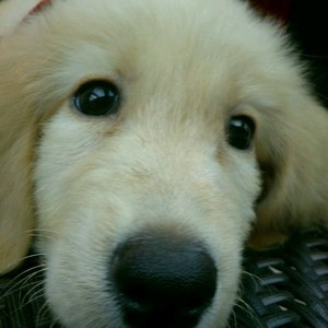 SuYa资料,SuYa最新歌曲,SuYaMV视频,SuYa音乐专辑,SuYa好听的歌