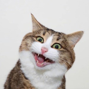 Janson资料,Janson最新歌曲,JansonMV视频,Janson音乐专辑,Janson好听的歌