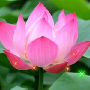 捉泥鳅