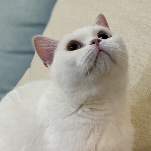 今天你要嫁给我