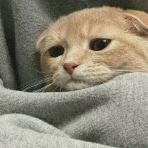 北岛小猪.资料,北岛小猪.最新歌曲,北岛小猪.MV视频,北岛小猪.音乐专辑,北岛小猪.好听的歌