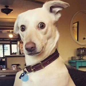 卜派资料,卜派最新歌曲,卜派MV视频,卜派音乐专辑,卜派好听的歌