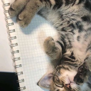 Miloce资料,Miloce最新歌曲,MiloceMV视频,Miloce音乐专辑,Miloce好听的歌