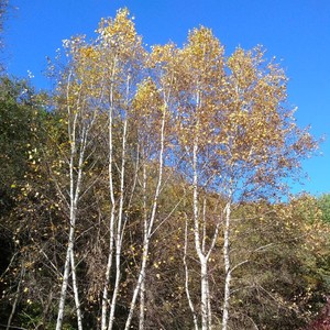 李宜霖资料,李宜霖最新歌曲,李宜霖MV视频,李宜霖音乐专辑,李宜霖好听的歌