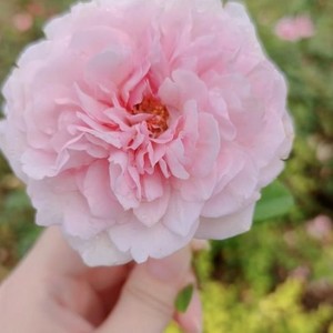 去有风的地方-阿宁