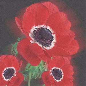 Flowars资料,Flowars最新歌曲,FlowarsMV视频,Flowars音乐专辑,Flowars好听的歌