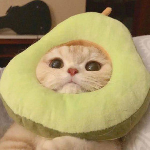 一只小南瓜资料,一只小南瓜最新歌曲,一只小南瓜MV视频,一只小南瓜音乐专辑,一只小南瓜好听的歌