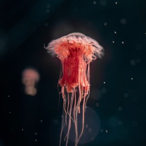 AX2N资料,AX2N最新歌曲,AX2NMV视频,AX2N音乐专辑,AX2N好听的歌