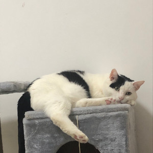 出现又离开 (COVER版)