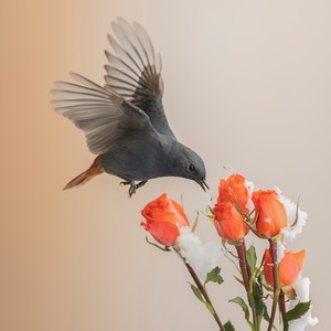 骨折术后早日康复 轻音乐 (竹笛版)