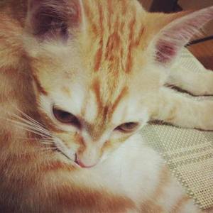 Mush资料,Mush最新歌曲,MushMV视频,Mush音乐专辑,Mush好听的歌