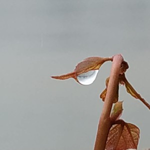 古今月语资料,古今月语最新歌曲,古今月语MV视频,古今月语音乐专辑,古今月语好听的歌