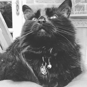 Music For Cats资料,Music For Cats最新歌曲,Music For CatsMV视频,Music For Cats音乐专辑,Music For Cats好听的歌