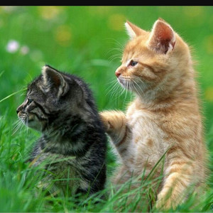 萌之泪伤资料,萌之泪伤最新歌曲,萌之泪伤MV视频,萌之泪伤音乐专辑,萌之泪伤好听的歌