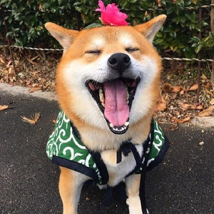 陈大狗资料,陈大狗最新歌曲,陈大狗MV视频,陈大狗音乐专辑,陈大狗好听的歌