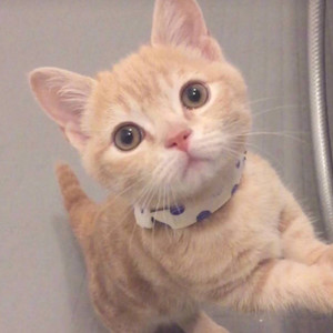 Lecia夕颜资料,Lecia夕颜最新歌曲,Lecia夕颜MV视频,Lecia夕颜音乐专辑,Lecia夕颜好听的歌