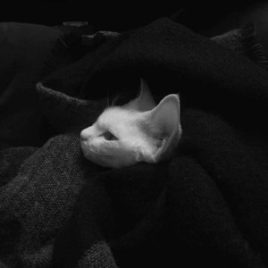 RHZ资料,RHZ最新歌曲,RHZMV视频,RHZ音乐专辑,RHZ好听的歌