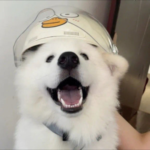 菜籽油Clazy资料,菜籽油Clazy最新歌曲,菜籽油ClazyMV视频,菜籽油Clazy音乐专辑,菜籽油Clazy好听的歌