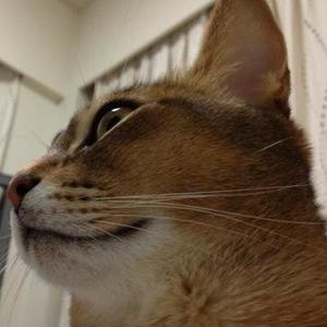 矢吹高音资料,矢吹高音最新歌曲,矢吹高音MV视频,矢吹高音音乐专辑,矢吹高音好听的歌