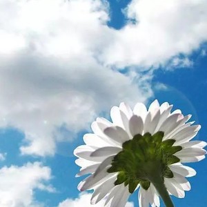 Saiki资料,Saiki最新歌曲,SaikiMV视频,Saiki音乐专辑,Saiki好听的歌