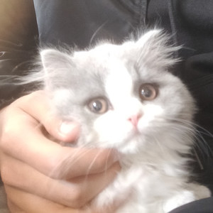 愚人
