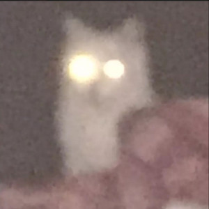 小廖爱睡觉资料,小廖爱睡觉最新歌曲,小廖爱睡觉MV视频,小廖爱睡觉音乐专辑,小廖爱睡觉好听的歌