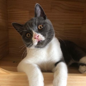 gudd资料,gudd最新歌曲,guddMV视频,gudd音乐专辑,gudd好听的歌