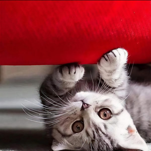 伊人何之资料,伊人何之最新歌曲,伊人何之MV视频,伊人何之音乐专辑,伊人何之好听的歌