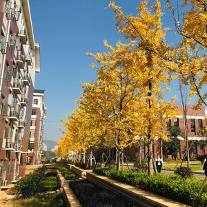 Students' book (remix: Chenlin|Remix)