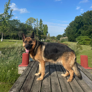 猪可卧龙资料,猪可卧龙最新歌曲,猪可卧龙MV视频,猪可卧龙音乐专辑,猪可卧龙好听的歌