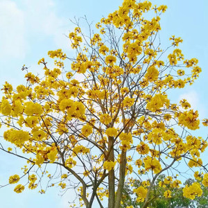 伊可资料,伊可最新歌曲,伊可MV视频,伊可音乐专辑,伊可好听的歌