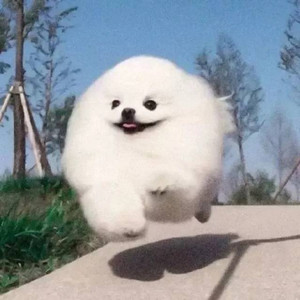 章鱼音乐社资料,章鱼音乐社最新歌曲,章鱼音乐社MV视频,章鱼音乐社音乐专辑,章鱼音乐社好听的歌