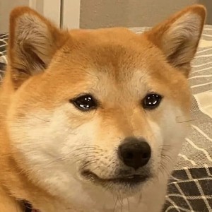 宇宙潦草小狗资料,宇宙潦草小狗最新歌曲,宇宙潦草小狗MV视频,宇宙潦草小狗音乐专辑,宇宙潦草小狗好听的歌