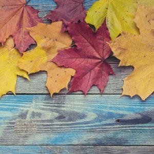 枫末资料,枫末最新歌曲,枫末MV视频,枫末音乐专辑,枫末好听的歌