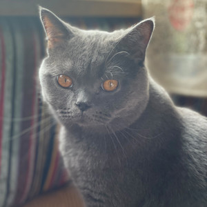 云错过了风 (DJ 阿若版)