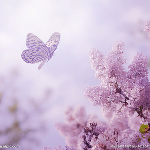 芷蝶资料,芷蝶最新歌曲,芷蝶MV视频,芷蝶音乐专辑,芷蝶好听的歌