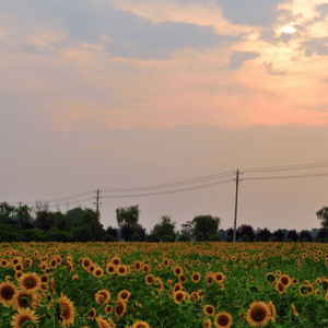 风铃资料,风铃最新歌曲,风铃MV视频,风铃音乐专辑,风铃好听的歌