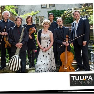 Tulipa Consort