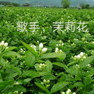 茉莉花资料,茉莉花最新歌曲,茉莉花MV视频,茉莉花音乐专辑,茉莉花好听的歌