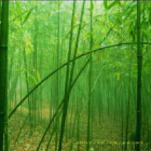 竹燚资料,竹燚最新歌曲,竹燚MV视频,竹燚音乐专辑,竹燚好听的歌