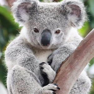 Koala资料,Koala最新歌曲,KoalaMV视频,Koala音乐专辑,Koala好听的歌
