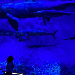 大榕树为乔资料,大榕树为乔最新歌曲,大榕树为乔MV视频,大榕树为乔音乐专辑,大榕树为乔好听的歌